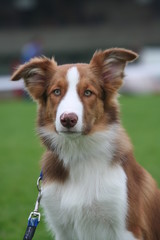 Fototapeta premium Truffe en Coeur au chocolat