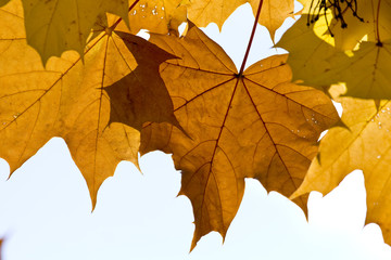 Feuilles d'automne