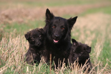 Fototapeta premium Berger Hollandais deux chiots serrés contre leur mère