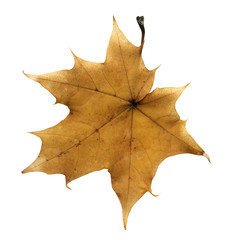 Yellow autumn maple leaf isolated on a white background