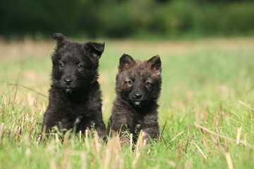 Chiots jumeaux Berger Hollandais perdus