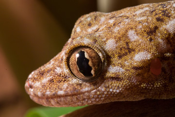 Marmorgecko Kopf