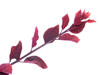 branche rouge de prunier