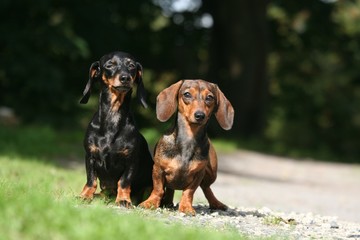 deux teckels a poils ras faisant la pose