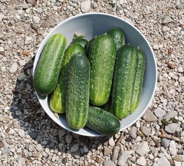 Cucumbers in Bowl on Stony Ground