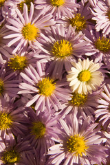 Aster mit G&auml;nsebl&uuml;mchen