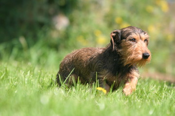 teckel dans le jardin