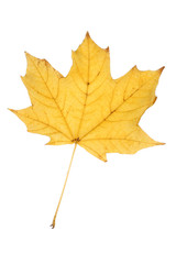 autumn leaf isolated
