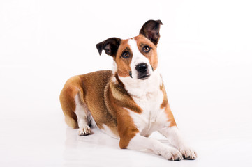 a cute dog in front of white background