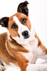 a cute dog in front of white background