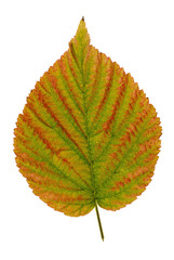 feuille de framboisier