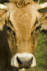 Cow portrait