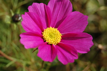 Fototapeta premium romance et purete