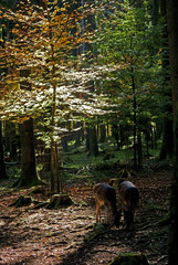 deers in forest