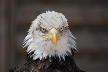 aigle pecheur