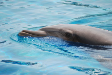 Obraz premium dauphin