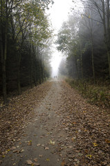 Waldweg mit braunen Blättern mit Wanderern in den Nebel