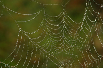 Spinnennetz - cobweb 04