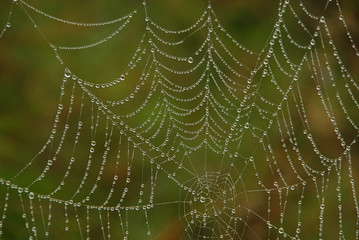 Spinnennetz - cobweb 05