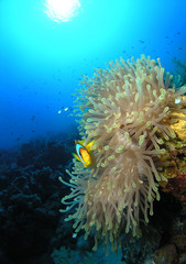 Anemone fish
