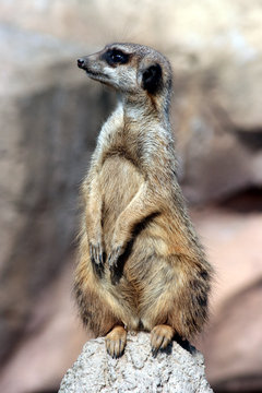 Erdm&auml;nnchen
