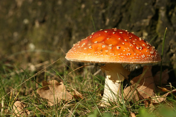 Toadstool