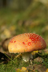 Toadstool