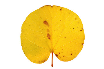 Obraz premium feuille d'arbre de Judée