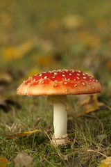 Toadstool