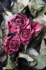 Verwelkte Rosen als Metapher für Vergänglichkeit