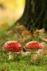 Two toadstools