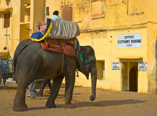 Elephant ride, Amber Fort, Jaipur, India