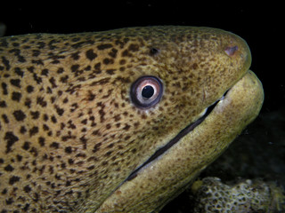 Head of gaint morey eel