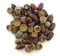 Bellotas maduras apiladas