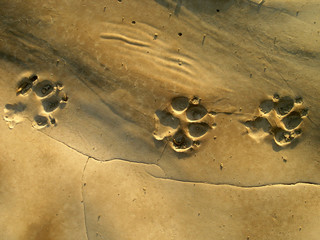 Dry soil with fox tracks