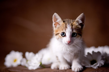 Little kitten among flowers on brown studio background