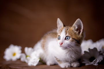 Little kitten among flowers on brown studio background