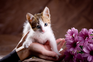 Little kitten among flowers on brown studio background