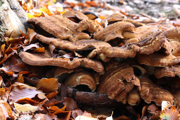 Riesenporling