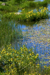 beautiful daisies out in the sunshine