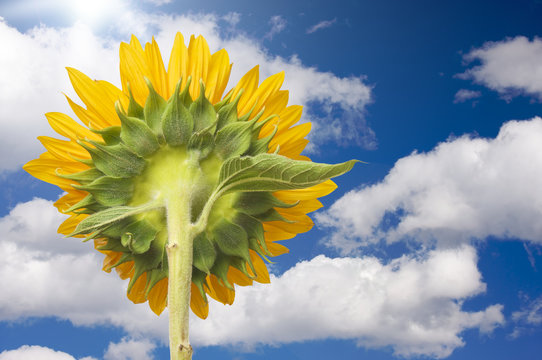 Sunflower Soaking Up The Sun Rays Against Blue Sky and Clouds