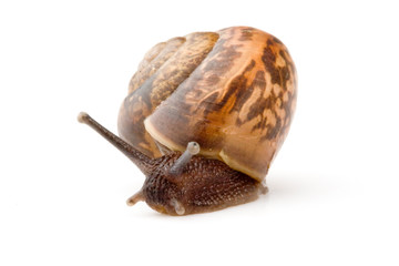 Small garden snail on a white background