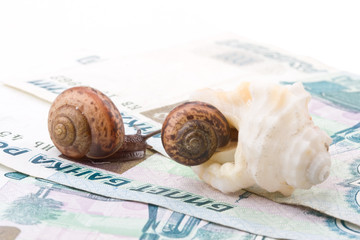 Garden snail and sea shell on a background from banknotes