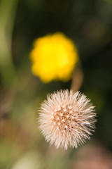 dandelion on natural, blurry background