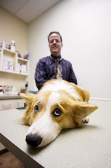 Dog on table with veterinarian in animal care clinic