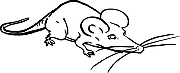 a mouse