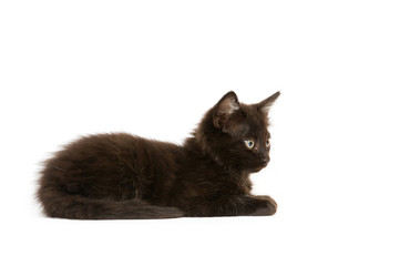 A black cat laying down on a white background
