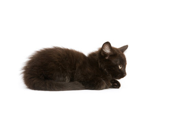 A black cat laying down on a white background