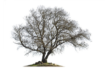 Leafless ash-tree (Fraxinus excelsior) in the winter season