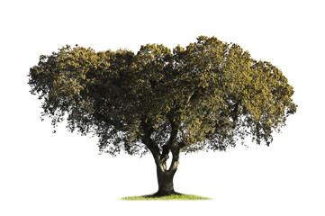 Holm oak (Quercus ilex) in the blooming season